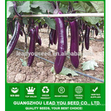 NE01 semillas híbridas de berenjena Shuibei F1, semillas de berenjena en venta, semillas para sembrar